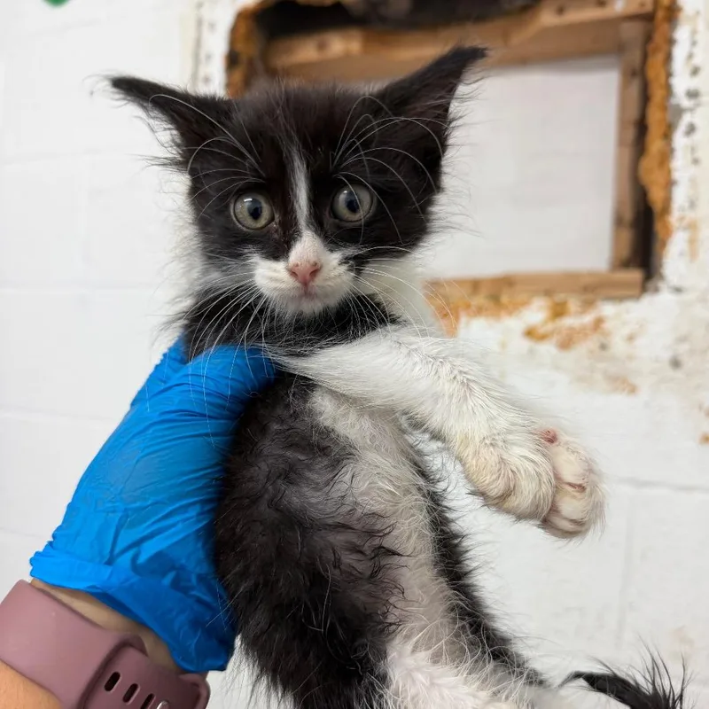 A baby small-sized female Black Domestic Short Hair cat named Gummy Bear for adoption in Edinburg, TX