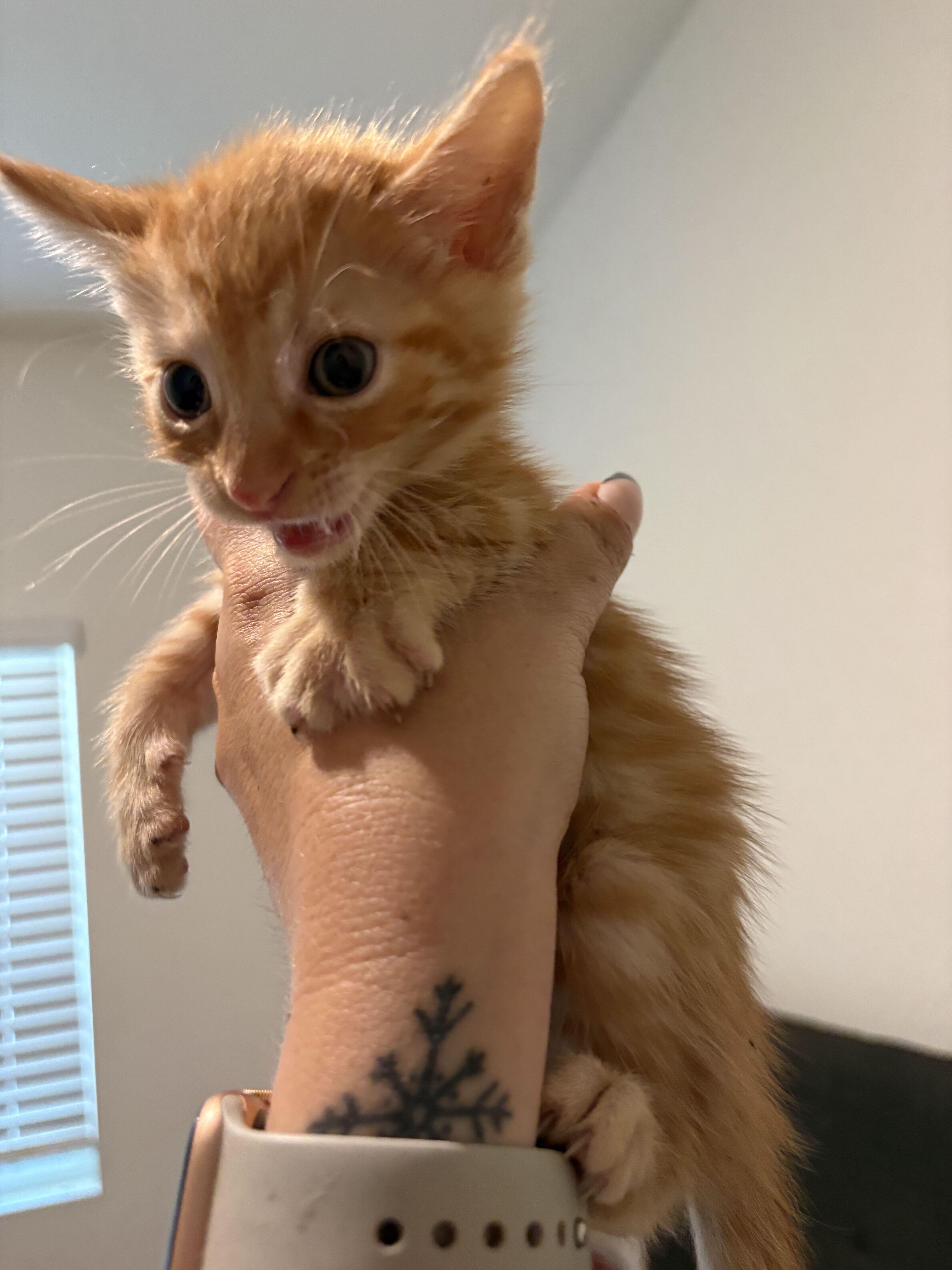 Fuzzy Lumpkins