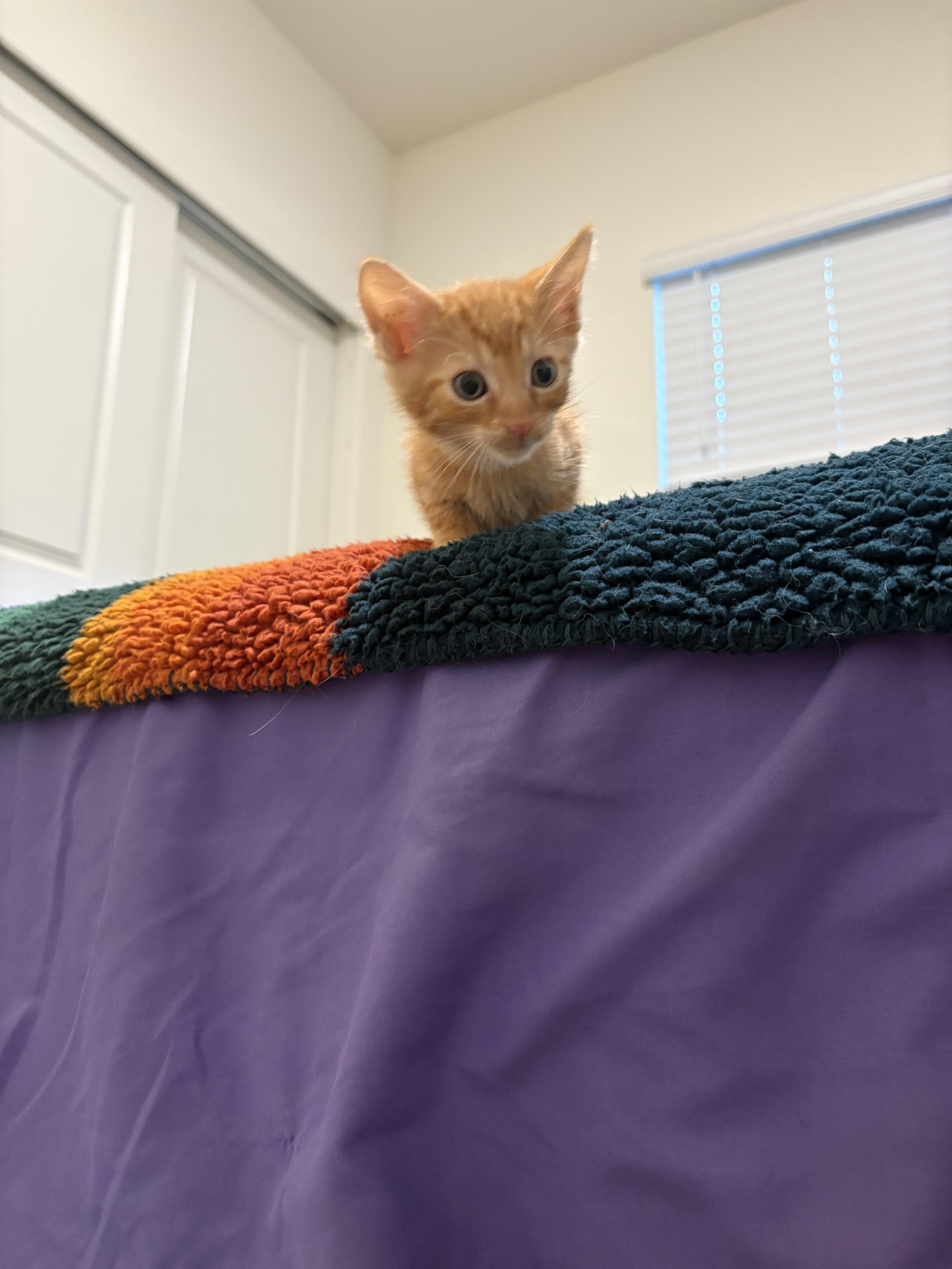 Fuzzy Lumpkins thumbnail 3