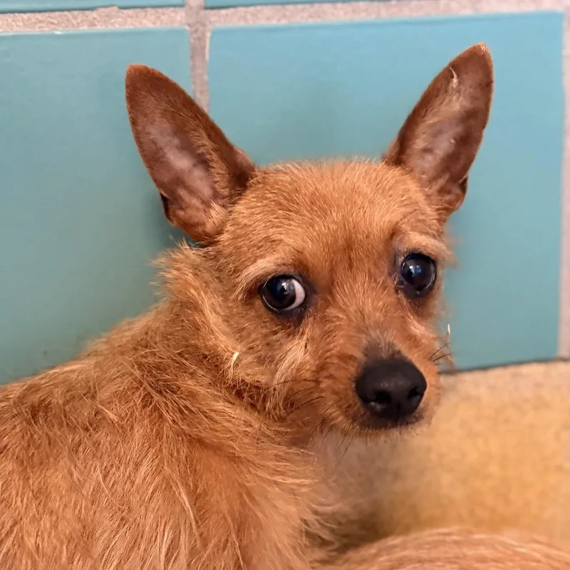 An adult small-sized male Brown / Chocolate Terrier dog named Joelette for adoption in San Antonio, TX