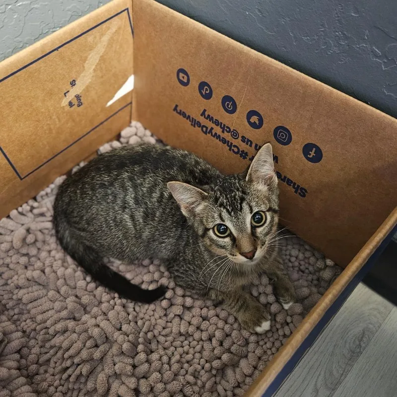 A baby small-sized male Black Domestic Short Hair cat named Robin for adoption in Bismarck, ND