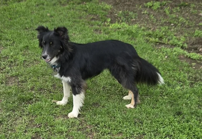 Finn