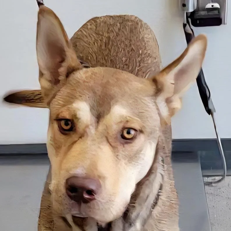 An adult medium-sized male Yellow / Tan / Blond / Fawn Mixed Breed dog named Knight for adoption in Las Cruces, NM