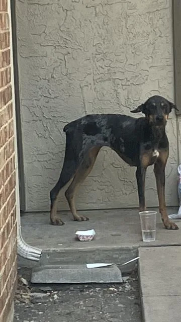 An adult large-sized female Mixed Breed dog named Persephone for adoption in Dallas, TX