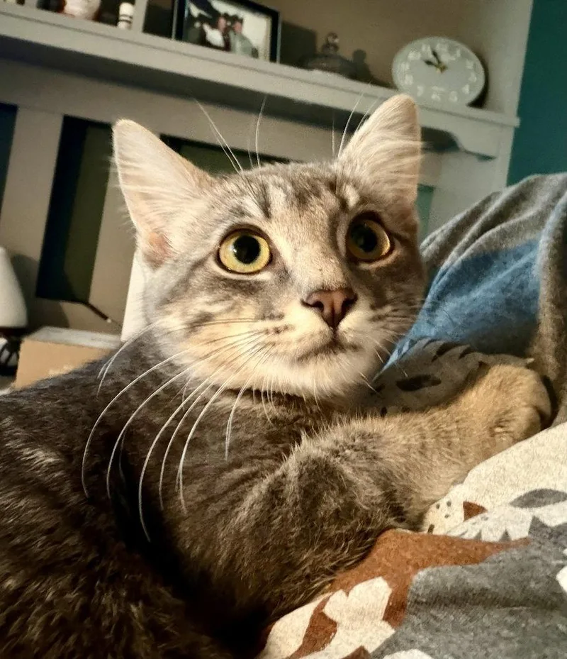 A baby small-sized female Domestic Short Hair cat named Selene for adoption in O'Fallon, MO