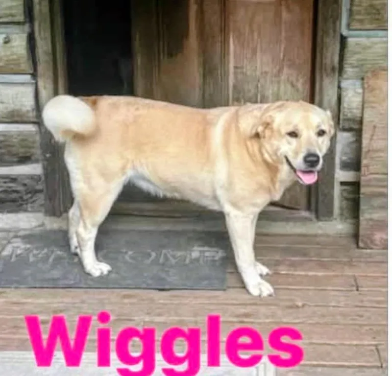 An adult medium-sized female Golden Retriever dog named Wiggles for adoption in North Vernon, IN