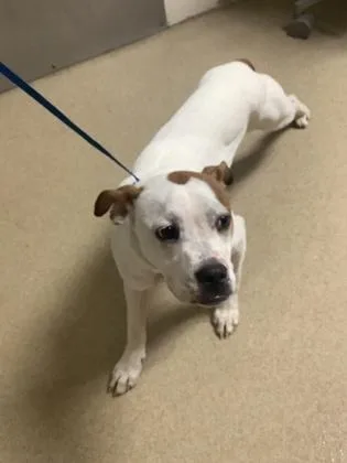 An adult medium-sized female Boxer dog named Aphrodite for adoption in Fort Worth, TX