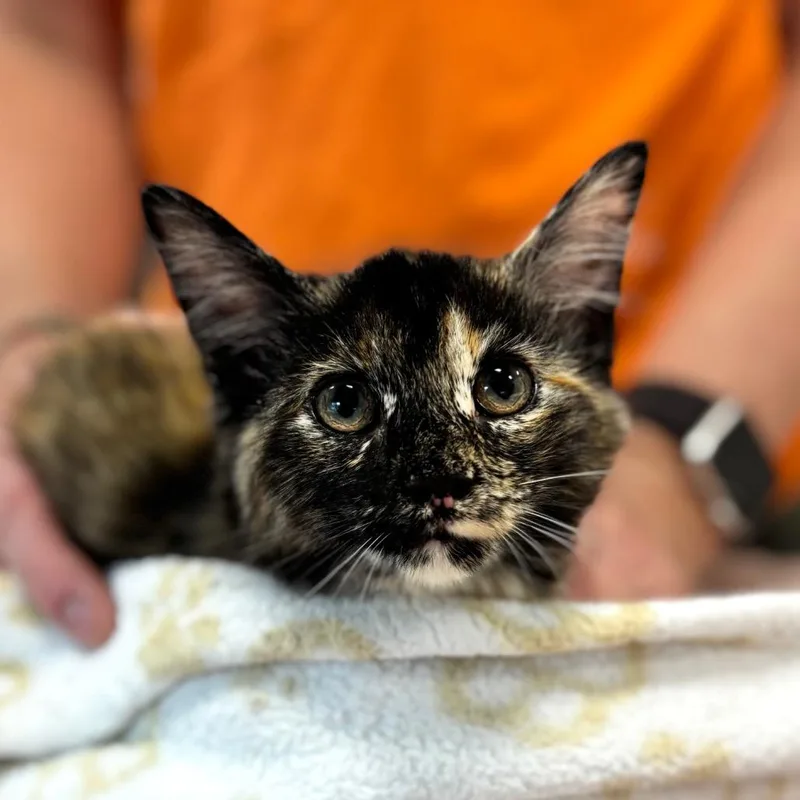 A baby small-sized female Black Domestic Long Hair cat named Cleo for adoption in Nashville, IN