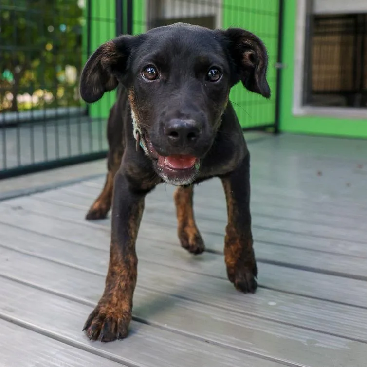 A baby medium-sized female Black Mixed Breed dog named Tallia for adoption in Bradenton, FL