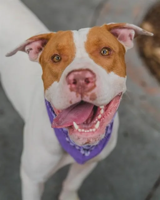 An adult large-sized female American Staffordshire Terrier dog named Luna for adoption in Miami, FL