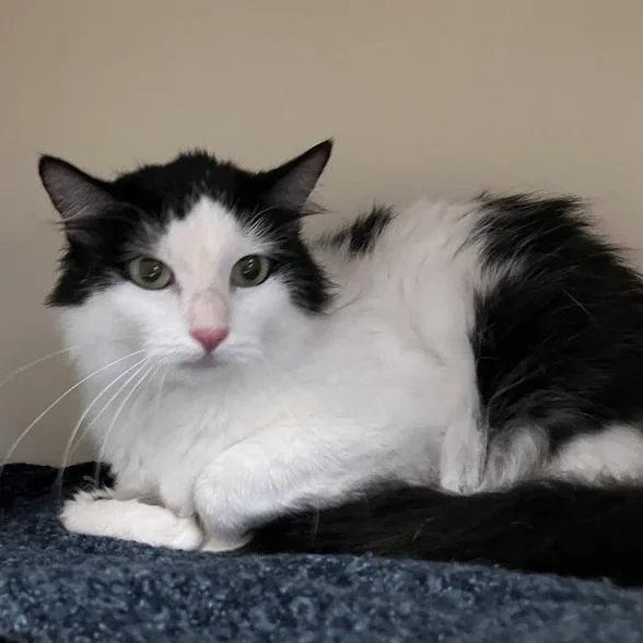 A young medium-sized female White Domestic Medium Hair cat named Florence for adoption in DeKalb, IL