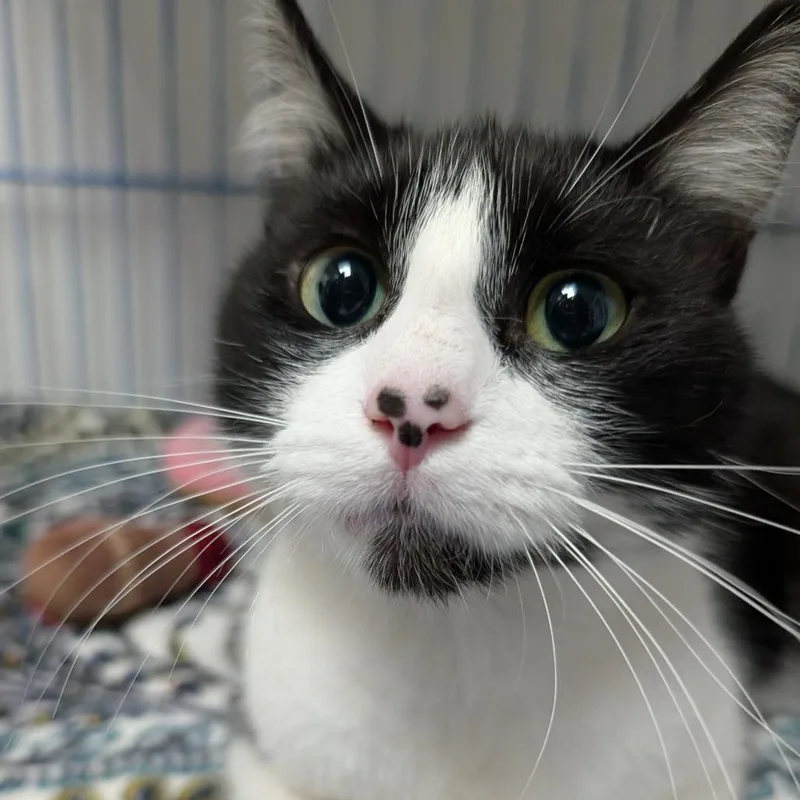 An adult medium-sized female Black Domestic Short Hair cat named Bb for adoption in Blairsville, GA