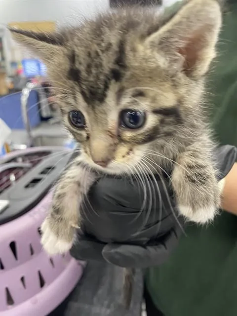 A baby small-sized female Domestic Short Hair cat named Blueberry Muffin for adoption in Palmetto, FL