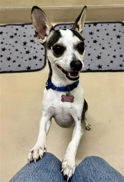 A young small-sized male Mixed Breed dog named Mort for adoption in Pleasanton, CA