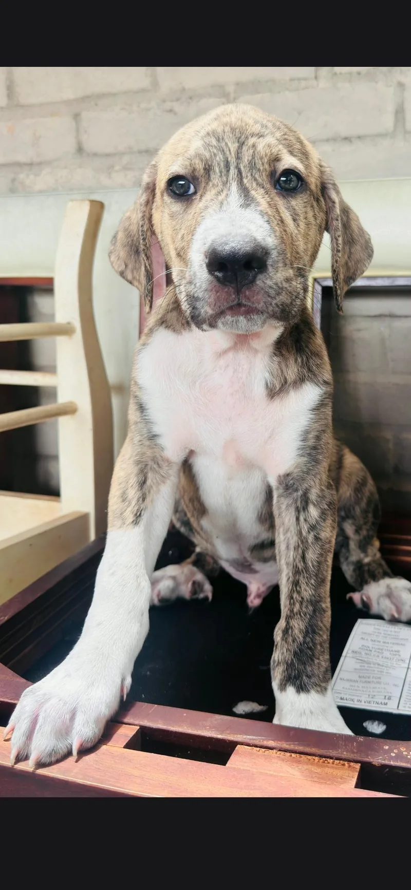A baby medium-sized male Plott Hound dog named Snickerdoodle for adoption in Plano, TX