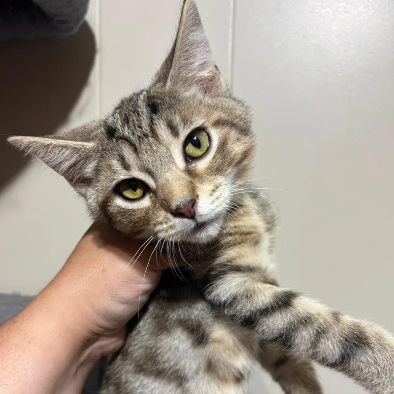 A baby medium-sized male Brown / Chocolate Domestic Short Hair cat named Swedish Fish for adoption in DeKalb, IL