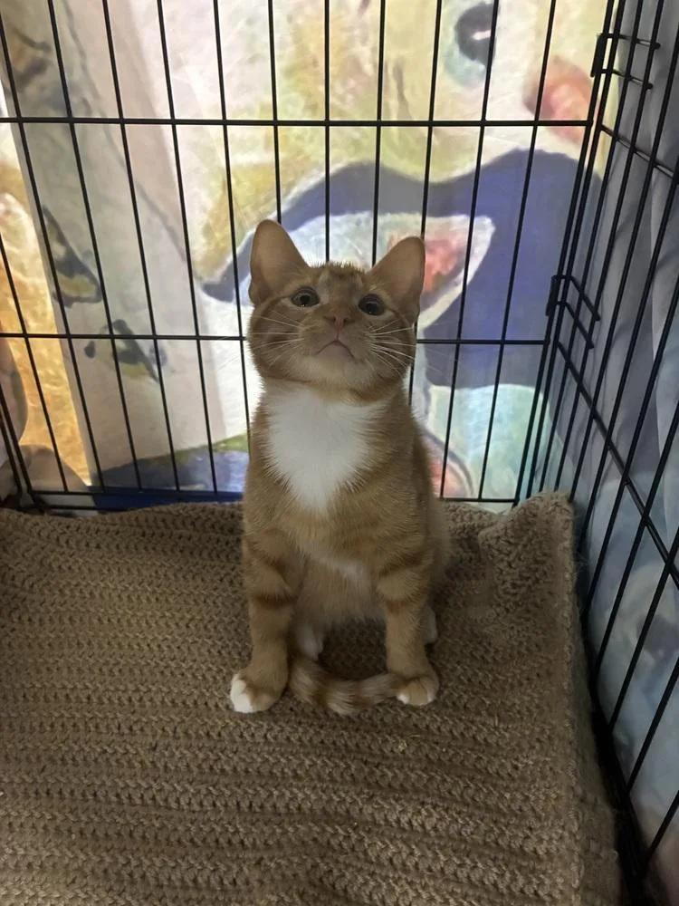 A baby small-sized male Domestic Short Hair cat named Orange Jello for adoption in Dallas, TX