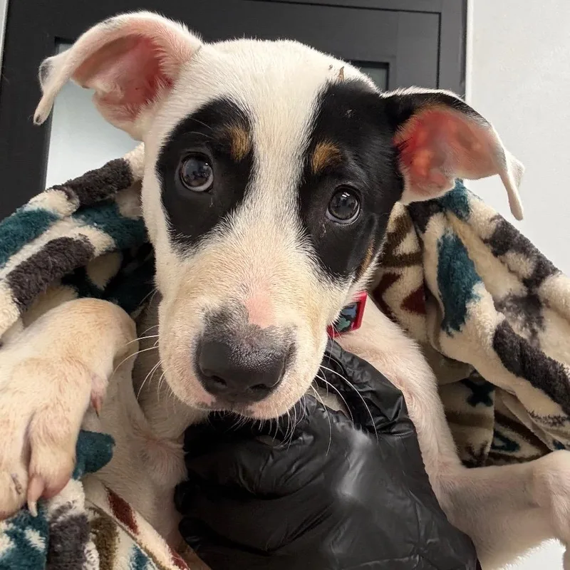 A baby small-sized male Terrier dog named Paully for adoption in Abilene, TX
