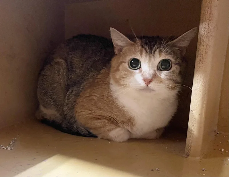 An adult medium-sized female Calico cat named Mavelle for adoption in Oxford, MS