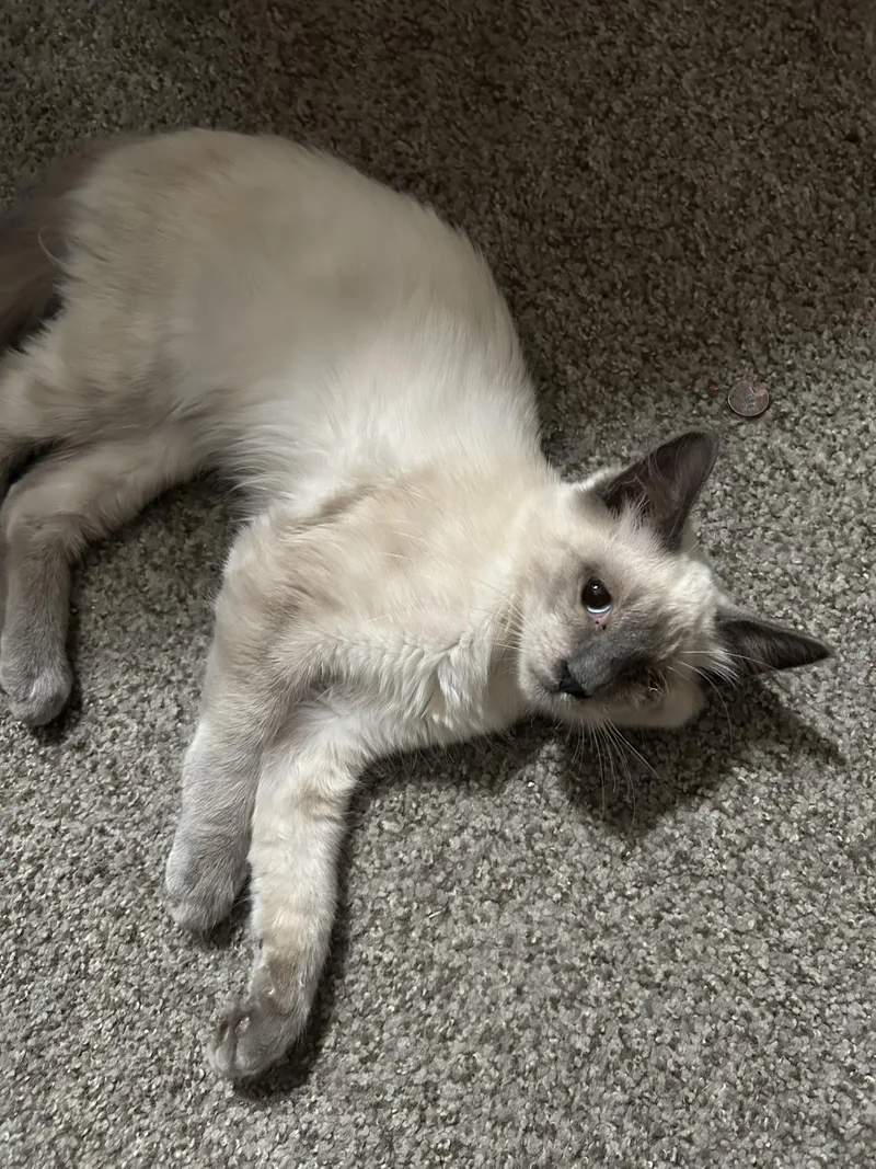 Frankie