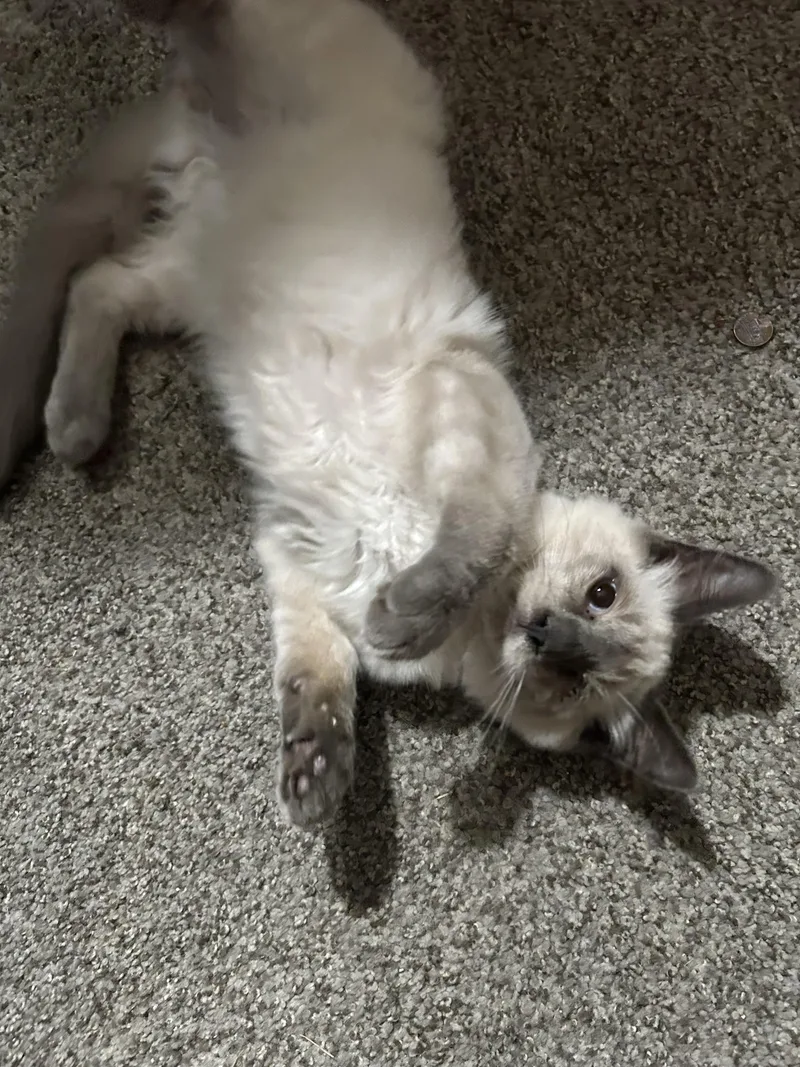 Frankie thumbnail 2