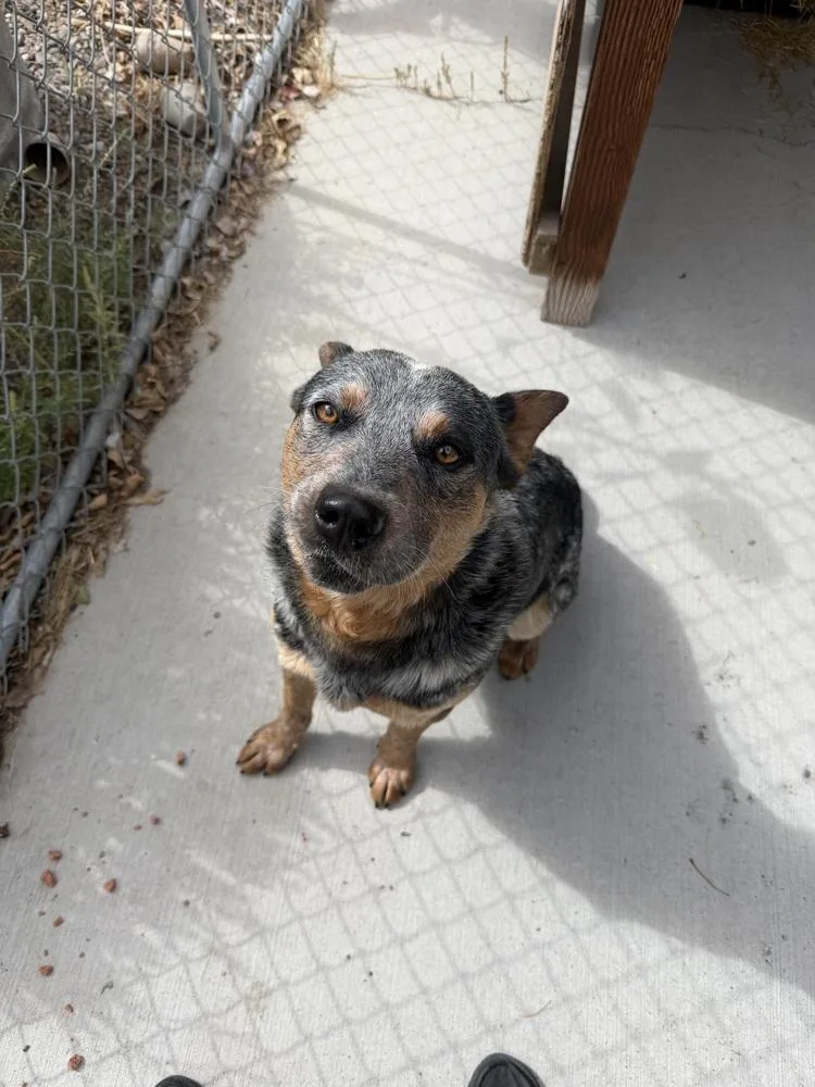 A young medium-sized male Australian Cattle Dog / Blue Heeler dog named Banjo for adoption in Salmon, ID