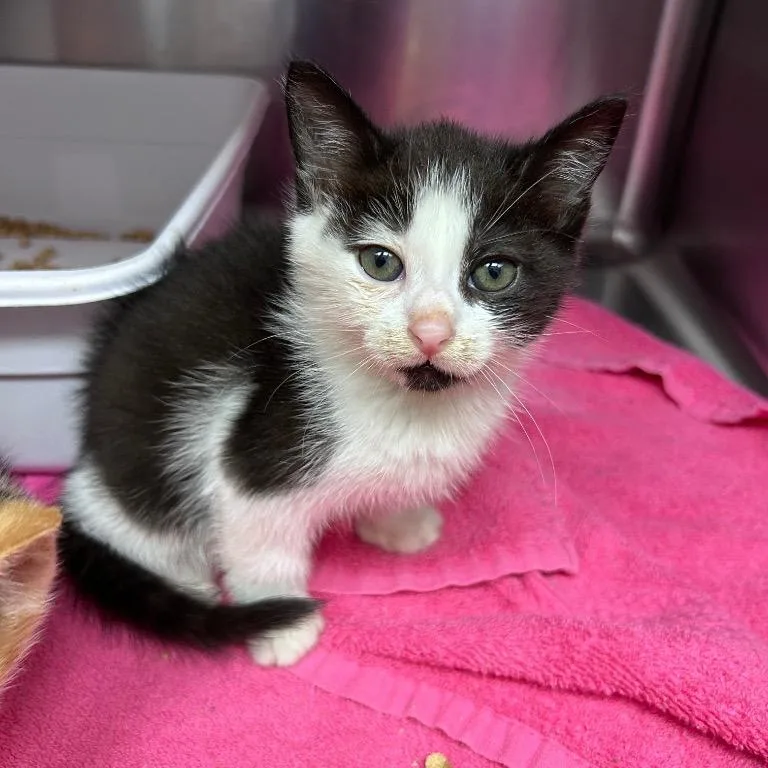 A baby small-sized male Domestic Short Hair cat named Yancey for adoption in Mount Gilead, NC