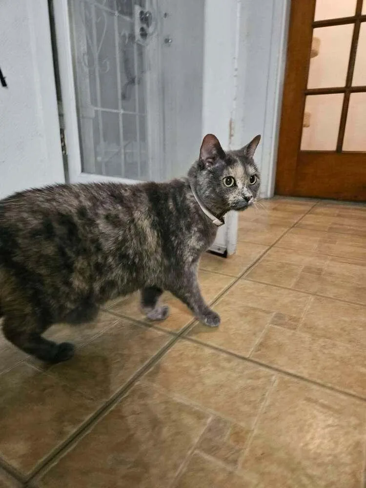 A senior medium-sized female Domestic Short Hair cat named Lily for adoption in Albuquerque, NM