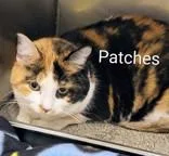 An adult medium-sized female Calico cat named Patches for adoption in Moline, IL