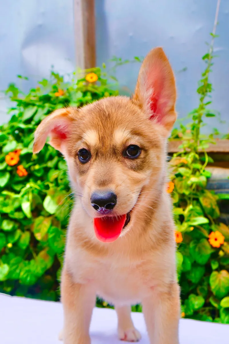 A baby medium-sized female Golden Retriever dog named Juneau for adoption in San Diego, CA
