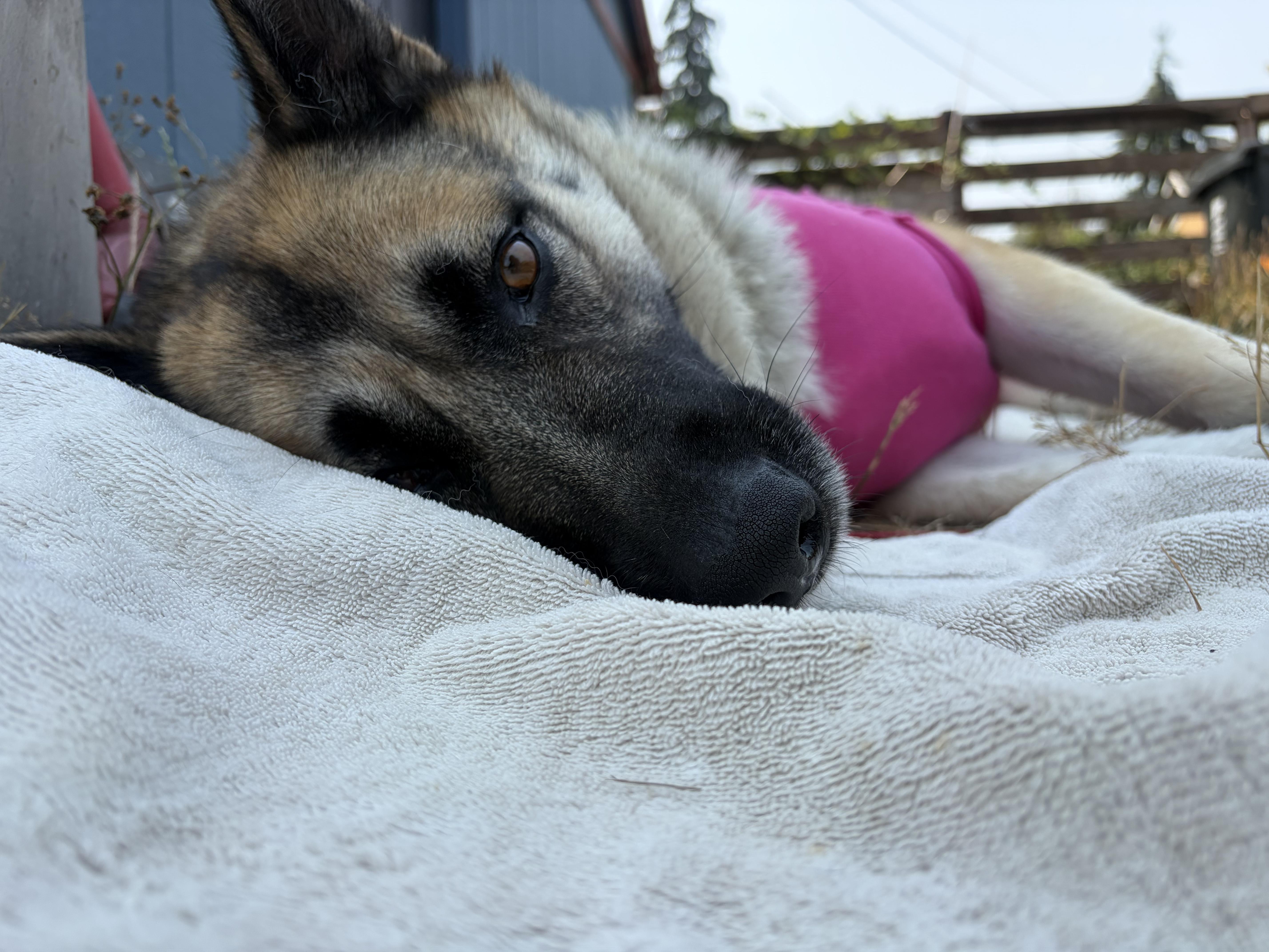 An adult medium-sized female Black German Shepherd Dog dog named Charlie Sweet Female for adoption in Kirkland, WA