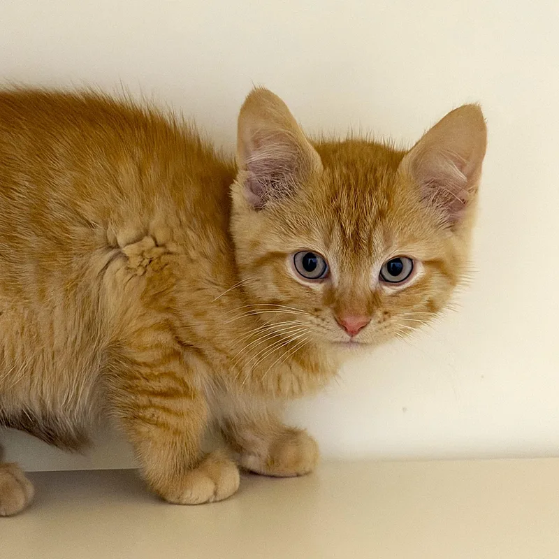 A baby small-sized male Orange & White Domestic Short Hair cat named Ptero for adoption in Cooperstown, NY