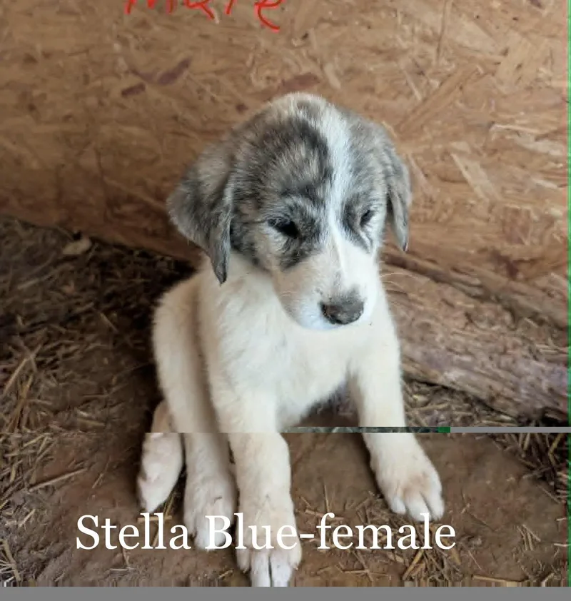 A baby large-sized female Great Pyrenees dog named Stella Blue for adoption in Alpharetta, GA