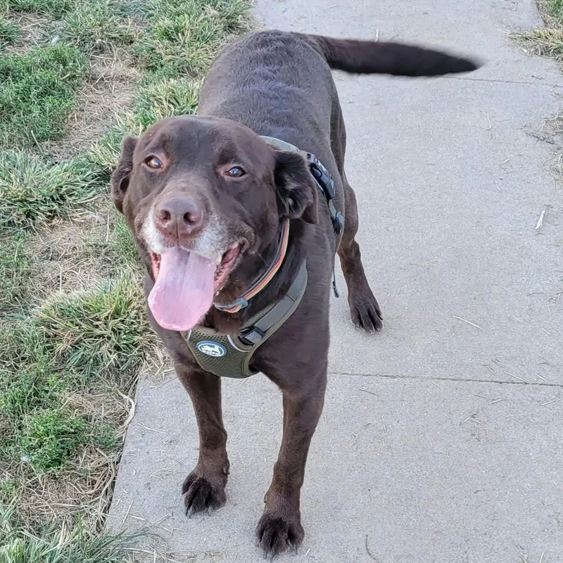 An adult medium-sized female Chocolate Labrador Retriever dog named Macy for adoption in Petersburg, IN