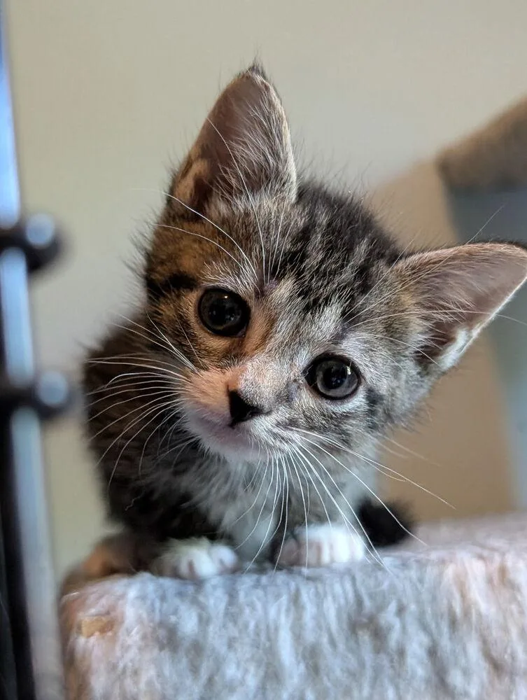 Pablo