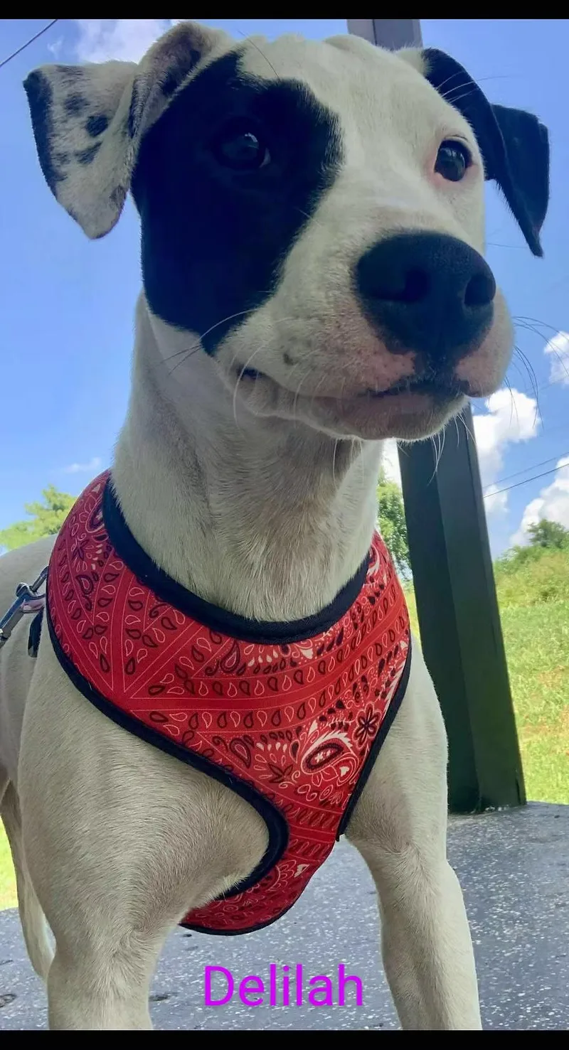 Delilah  In Maine thumbnail 2