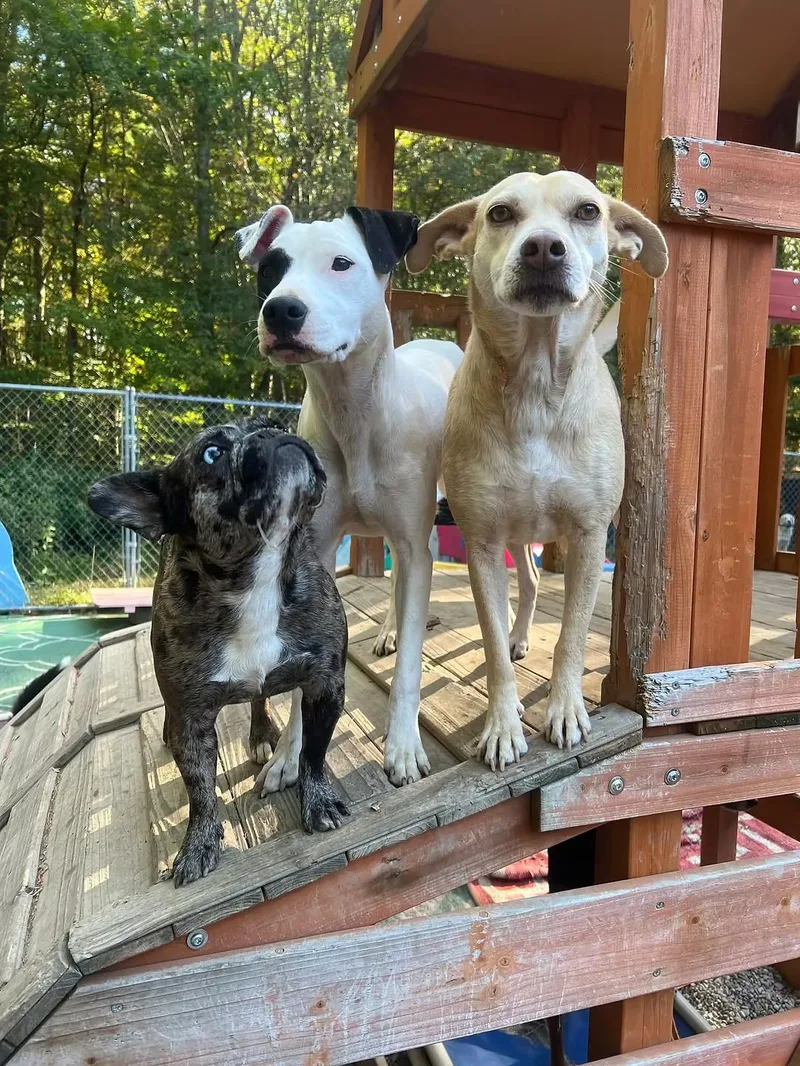 Delilah  In Maine thumbnail 3