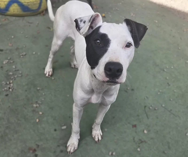 Delilah  In Maine thumbnail 4