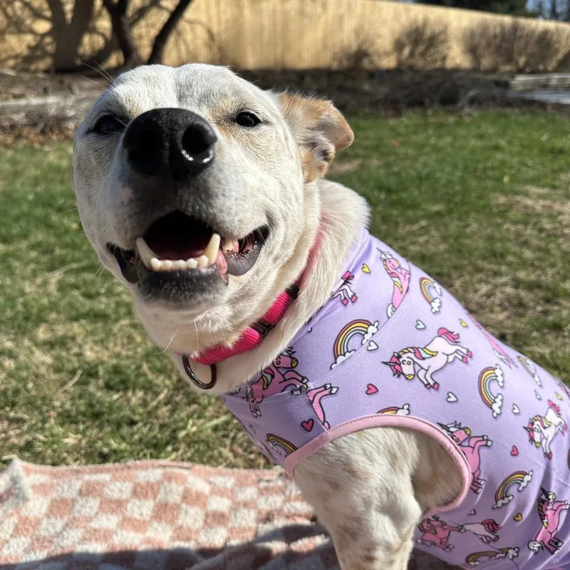 An adult medium-sized female Yellow / Tan / Blond / Fawn Cattle Dog dog named Mia for adoption in Shawnee, KS
