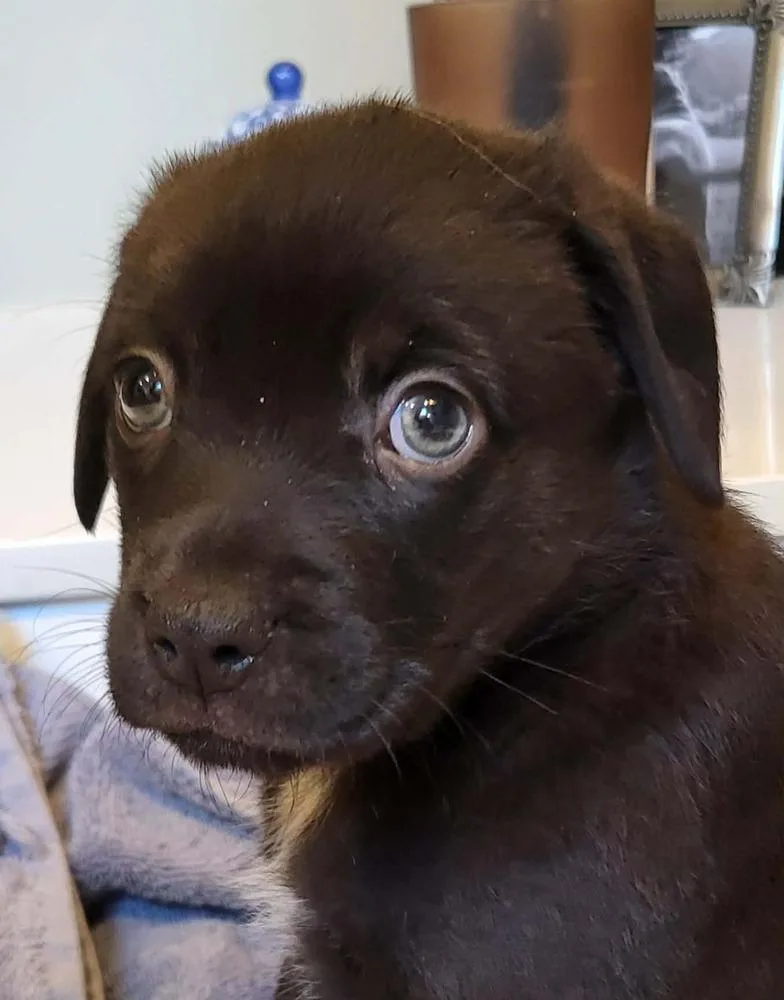A baby medium-sized female Black Border Collie dog named Reef for adoption in Pottstown, PA