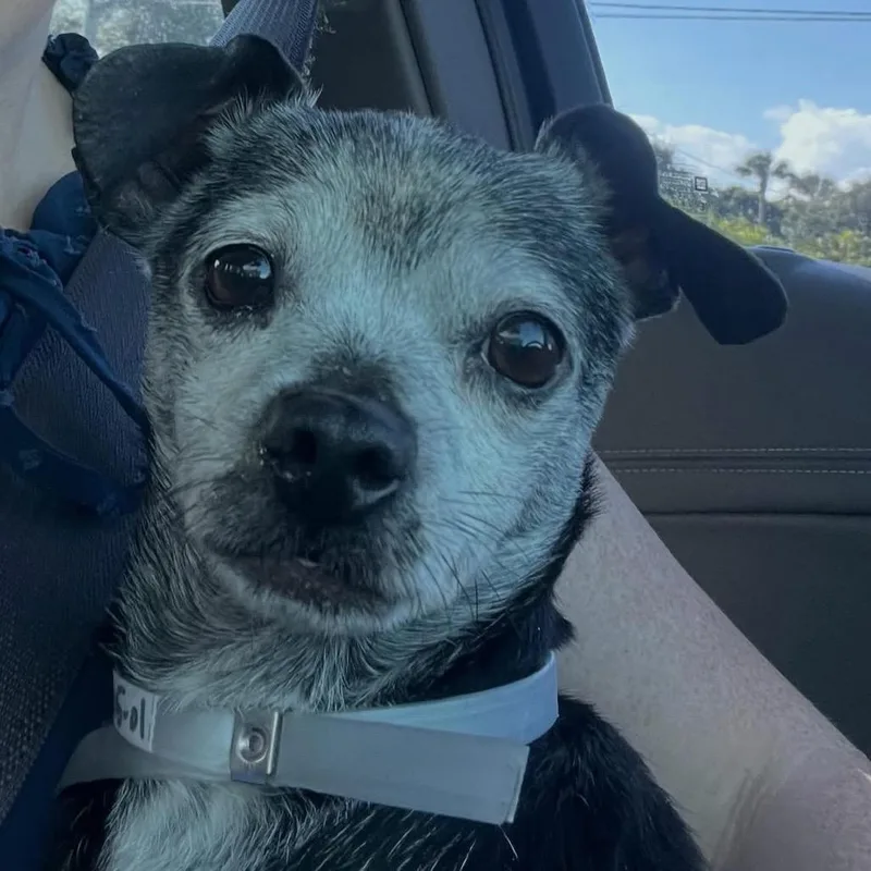 A senior small-sized male Black Chihuahua dog named Sergeant Pepper for adoption in West Palm Beach, FL