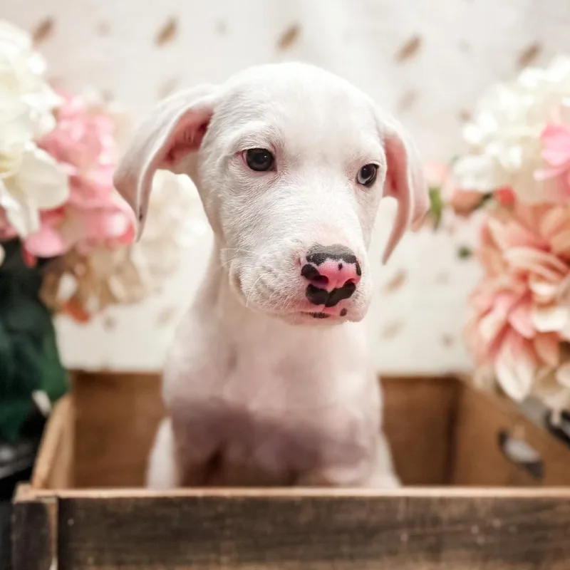 Arlo