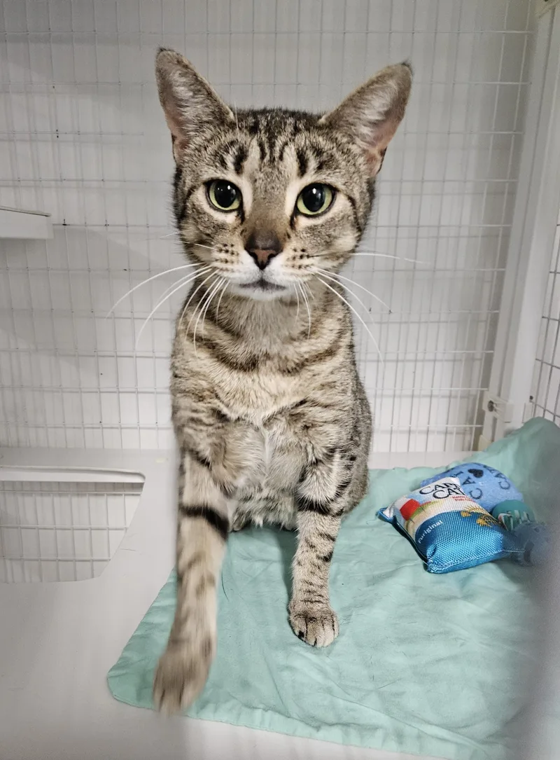 An adult medium-sized female Domestic Short Hair cat named Bellis for adoption in Claremont, NH