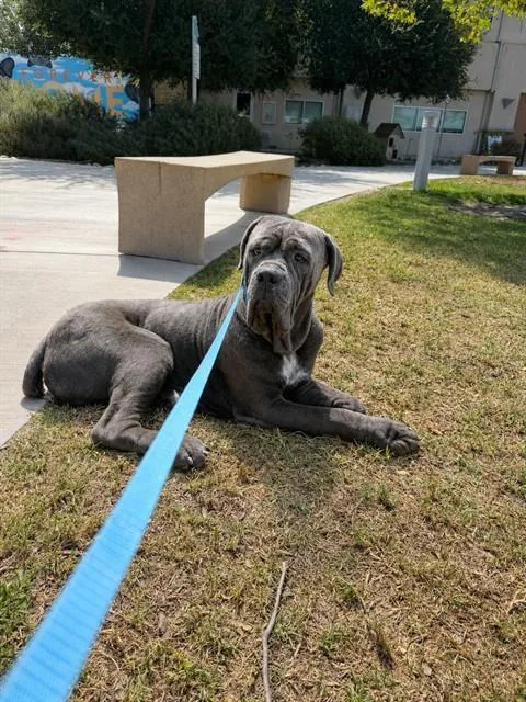 An adult extra large-sized male Cane Corso dog named King for adoption in Riverside, CA