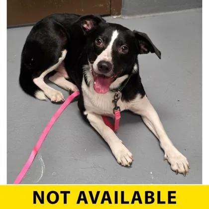 An adult medium-sized male Border Collie dog named Tweed for adoption in Eugene, OR