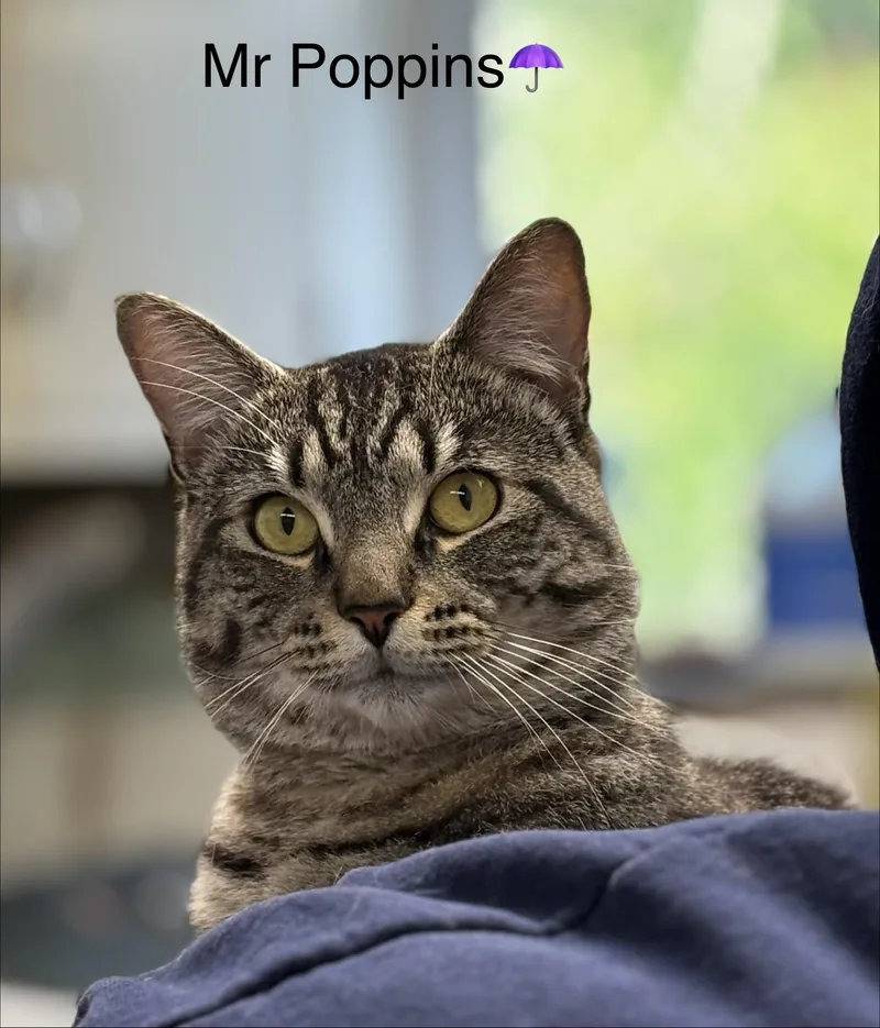 An adult large-sized male Domestic Short Hair cat named Mr Poppins for adoption in Calais, ME