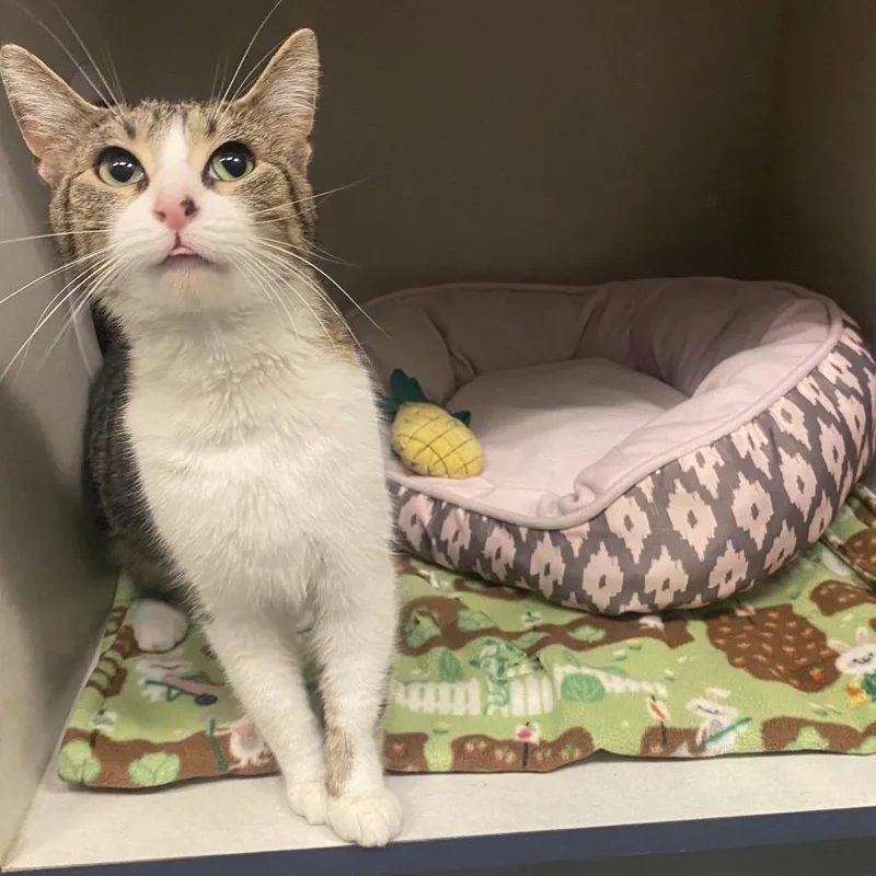 A baby medium-sized female Brown / Chocolate Domestic Short Hair cat named Glow Worm for adoption in Dayton, OH