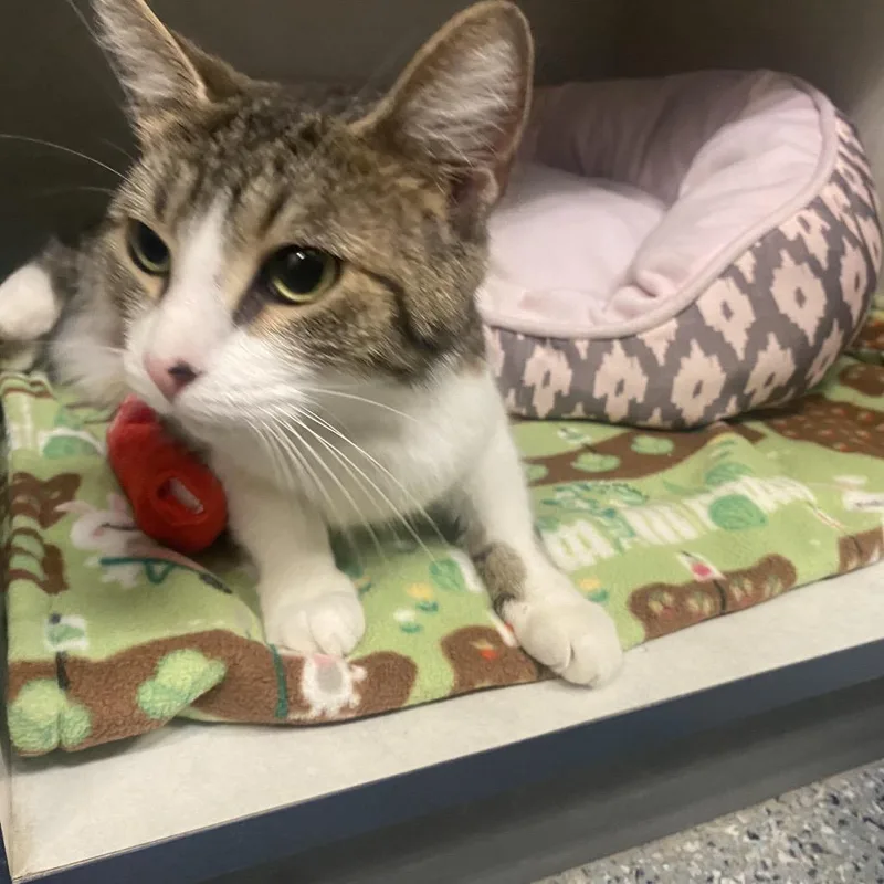 Glow Worm thumbnail 2