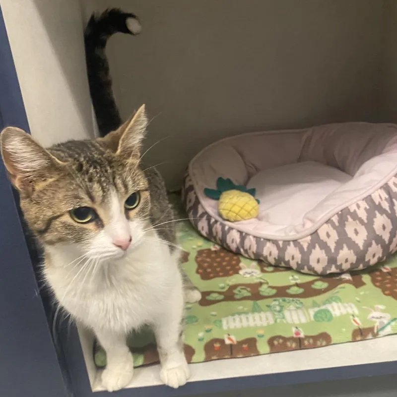 Glow Worm thumbnail 4