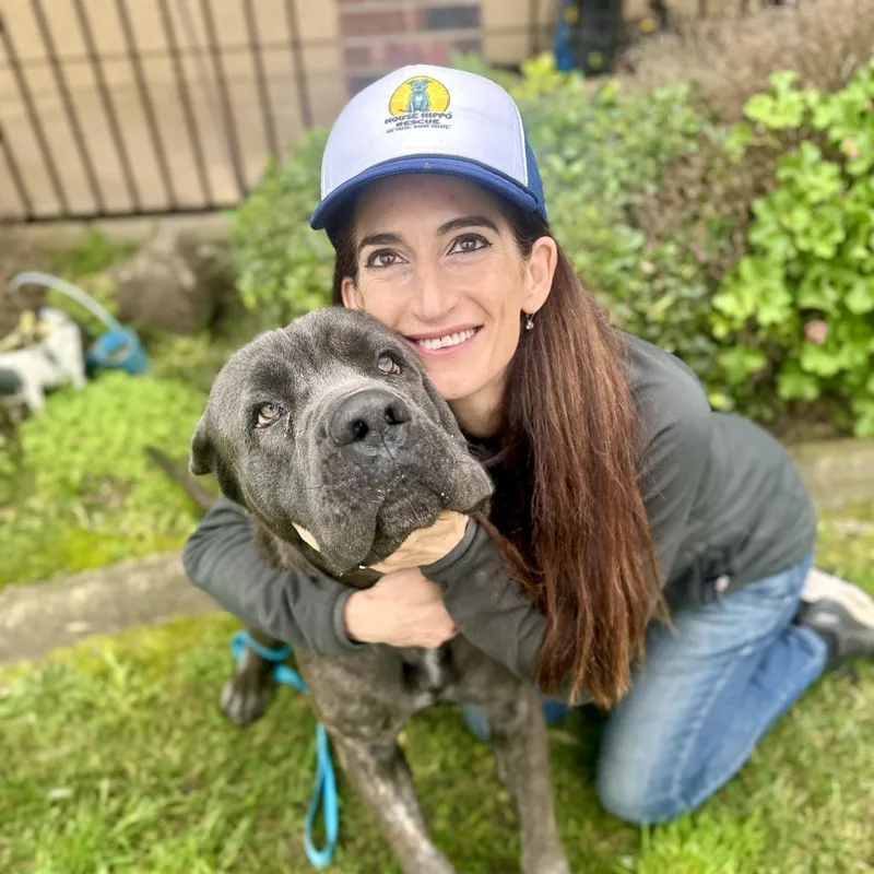 An adult extra large-sized male Cane Corso dog named Romeo for adoption in Sacramento, CA